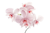 Fototapeta Storczyk - Pink orchids