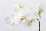 Fototapeta Storczyk - Branch of white orchids