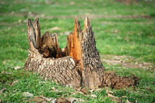 Oak Tree Stump