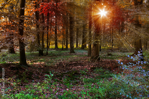 Fototapeta do kuchni Herbstwald