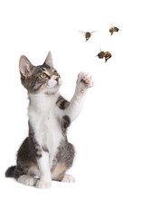 Funny Cat Catching Bees