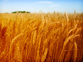 gold yellow wheat