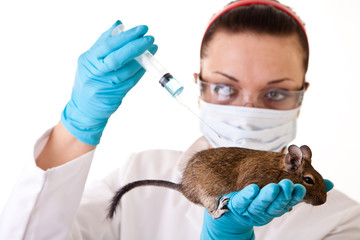 Wall Mural - laboratory animal research