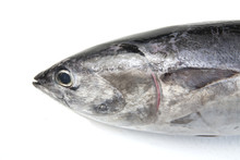 Tuna Fish Head