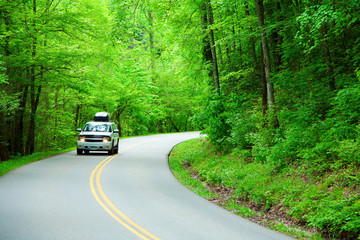 Poster - Road through the woods