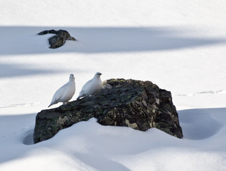 two ptarmigan