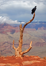 Raven, South Kaibab Trail, Grand Canyon