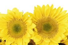 Close-up Of Two Sunflowers