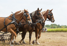Horse-drawn Farming Demonstrations