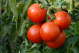 Fototapeta Kuchnia - red tomato
