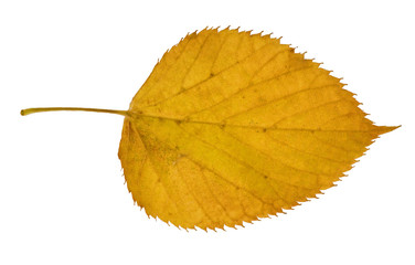 Canvas Print - yellow birch leaf