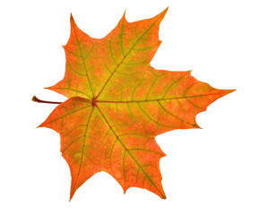 Poster - red and green maple leaf