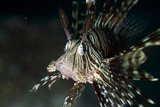Fototapeta Do akwarium - lionfish close-up.