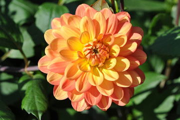 Orange dahlia macro detail