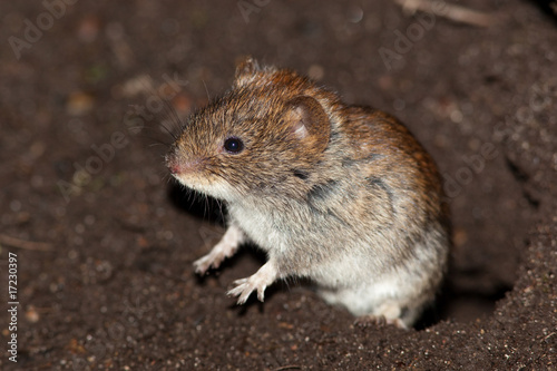 Fotomural Bank Vole (Clethrionomys glareolus)