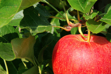 Sticker - Apfel am Baum - apple on tree 22