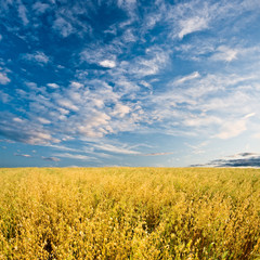 Wall Mural - oats field