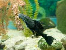 Pleco Fish (hypostomus Plecostomus) Feeding On Algae In Aquarium, On A Sand And Rocky Substrate