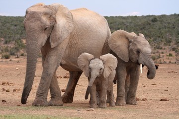 Wall Mural - african elephant baby