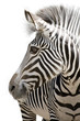 Zebra 001