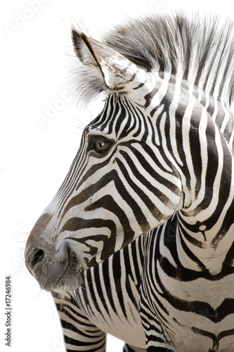 Naklejka dekoracyjna Zebra 001