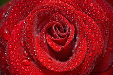 Closeup Of The Rose Bud With Water Droplets