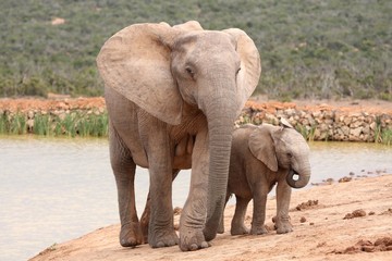 Wall Mural - elephant baby and mother
