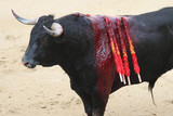 bullfight