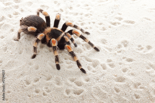 czerwona-tarantula-kolana