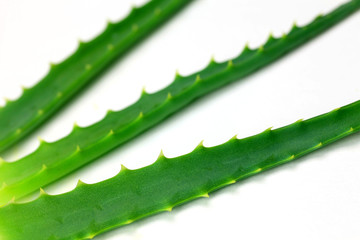 Canvas Print - aloe