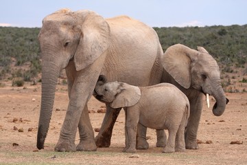 Wall Mural - suckling baby elephant