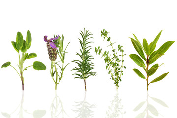 Wall Mural - Herb Leaf Selection