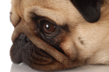 side profile of a pug dog face on white background