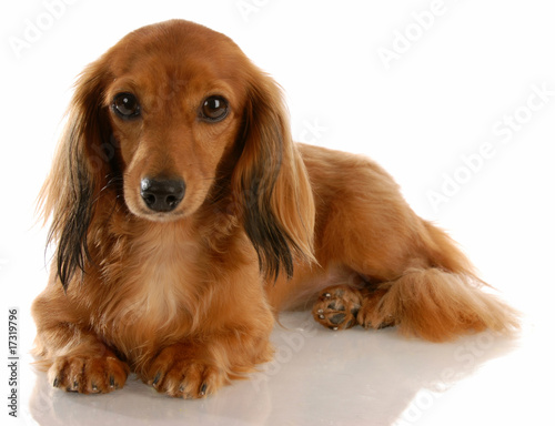 Long Haired Miniature Dachshund Laying Down Buy This Stock Photo