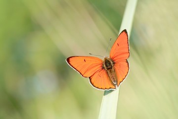 Canvas Print - Butterfly rests on the blade of grass in the early morning