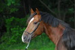 Bay hack colt (young breeder brown horse)