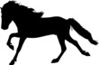 Gallop - Icelandic Horse