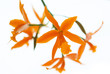 Orange orchid (lelia) isolated on white