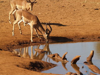 impala drinking.