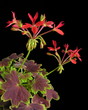 Pelargonium zonale hybrids (geranium)