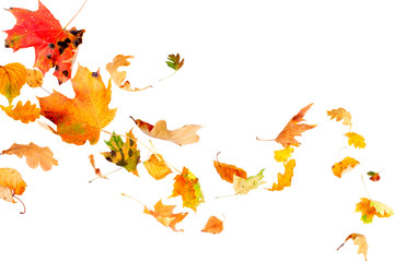 Wall Mural - falling and spinning autumn leaves
