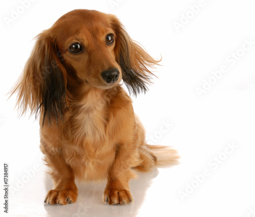 Miniature Long Haired Dachshund Sitting On White Background Buy