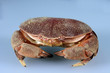 A red crab on blue background