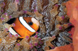 A colorful anemone fish