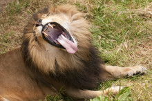 African Lion Yawning