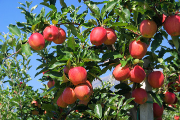 Sticker - Apfel am Baum - apple on tree 33