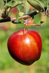 Poster - Apfel am Baum - apple on tree 58