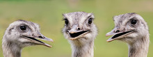 Ostrich Group Portrait