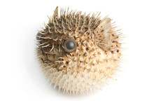 Porcupine Fish
