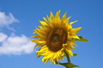 Yellow beautiful sunflower